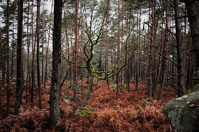 Forêt de Fontainebleau